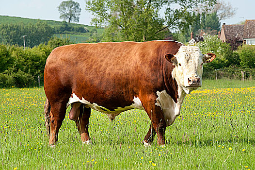 弗莱维赫肉牛公牛图片图片