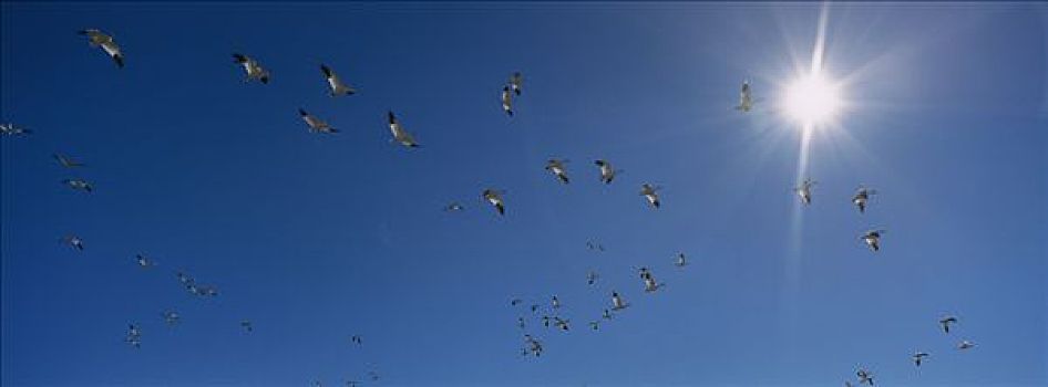 雪雁,成群,飞,迁徙,博斯克德尔阿帕奇,新墨西哥