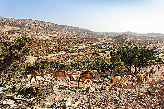 骆驼,驼队,树,靠近,苏维拉,摩洛哥,非洲