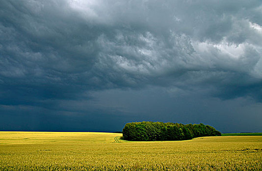风暴,上方,玉米田,萨克森,德国,欧洲
