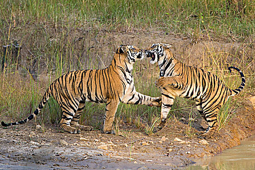 孟加拉虎,虎,2岁,班德哈维夫国家公园,印度