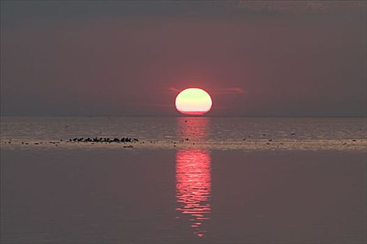 日落,上方,海洋,瑞典