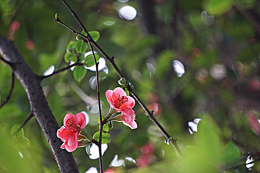 成都棠湖公园的垂丝海棠