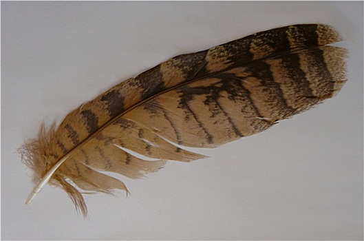哈萨克族猫头鹰羽毛图片