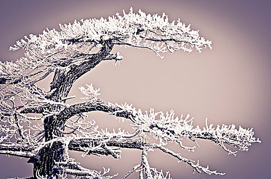 霜,冰,松树,国家森林,加利福尼亚,美国