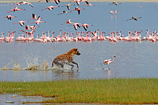 斑点,鬣狗,成年,追逐,火烈鸟,捕食,纳库鲁湖国家公园,肯尼亚,非洲