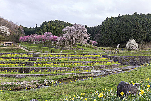 樱花,日本