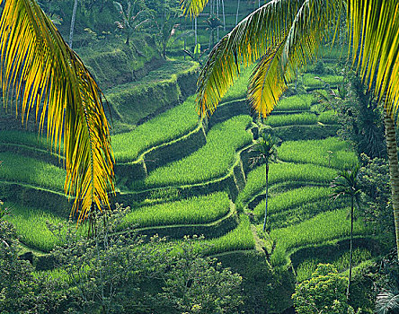 印度尼西亚,岛屿,巴厘岛,风景,经济,农业,稻田,稻米,培育,山坡,传统,田园景色,许多,手掌