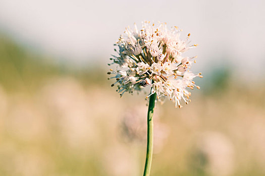 白色,夏花,特写