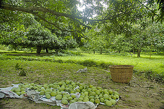 芒果,果园,孟加拉,六月,2007年