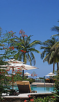 泳池,园林,椰子树,阳伞,酒店