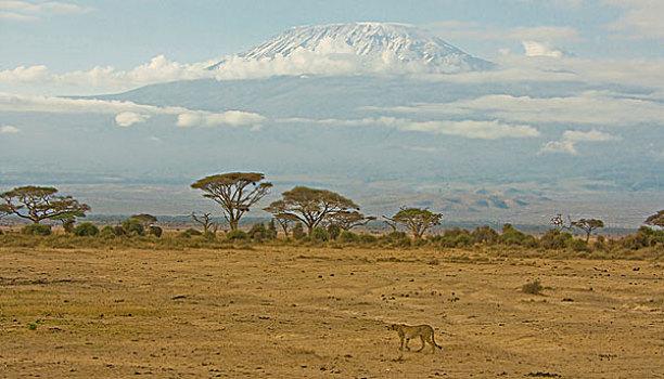 印度豹,安波塞利国家公园,肯尼亚,远景