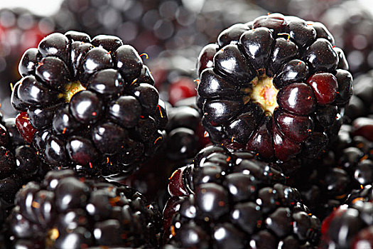 黑莓,悬钩子属植物