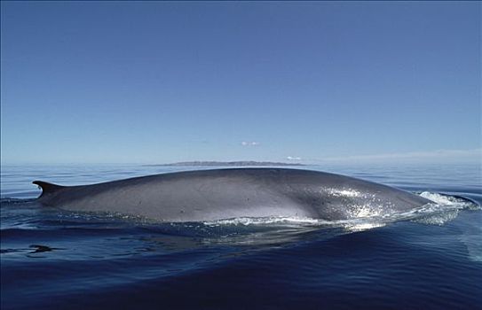 鳍鲸,长须鲸,成年,平面,喂食,地面,科特兹海,墨西哥