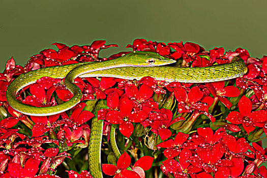 绿色,藤,蛇,花