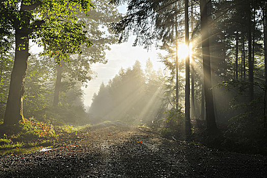 林中小径,晨雾,太阳,奥登瓦尔德,黑森州,德国