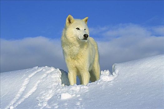 北极狼,狼,肖像,白色,雪地,爱达荷