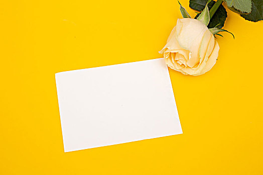 黄色背景上的一张卡片和一支黄玫瑰