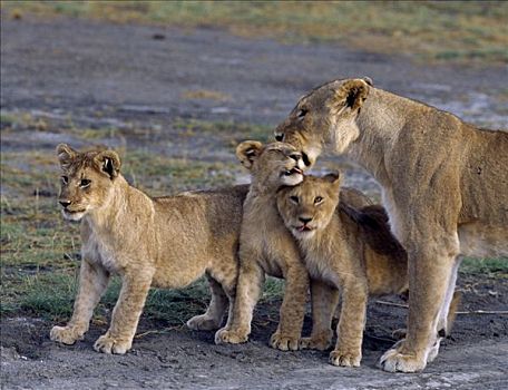 雌狮,热情,三个,幼兽