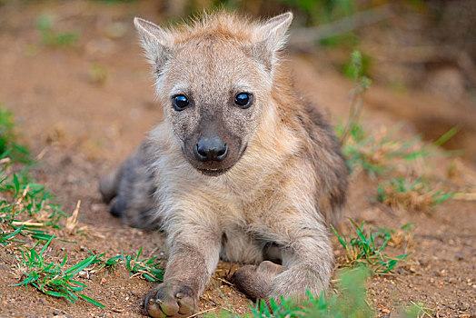 斑鬣狗,笑,鬣狗,幼兽,卧,看镜头,克鲁格国家公园,南非,非洲