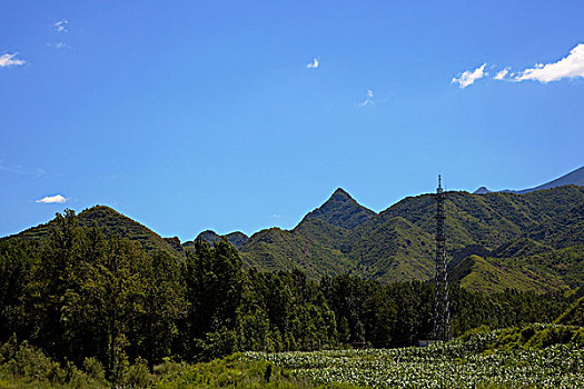 山坡上的玉米地