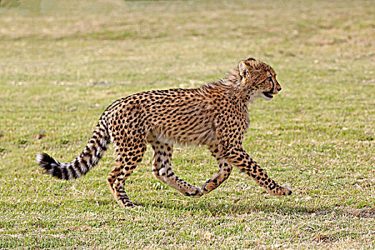 印度豹,猎豹,跑,西海角,南非,非洲