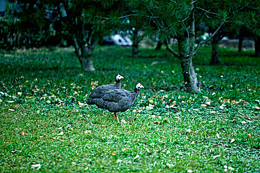两只乌鸡在绿色的草地上觅食