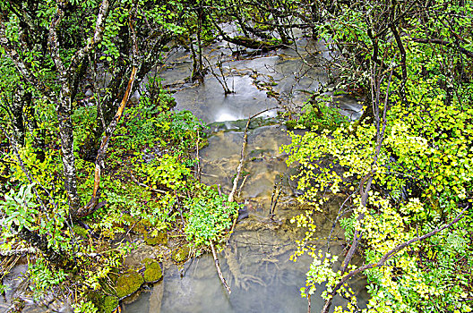 四川黄龙景区原始森林