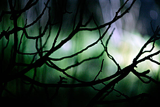 暗色,树枝