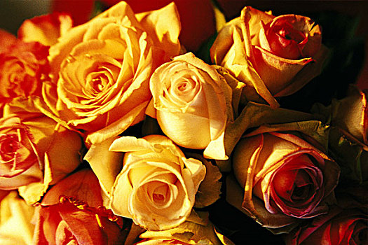 玫瑰花束,特写,花束,花,玫瑰,盛开,头部,花瓣,橙色,黄色,惊讶,浪漫,漂亮,静物