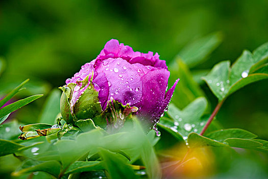 雨中的牡丹花