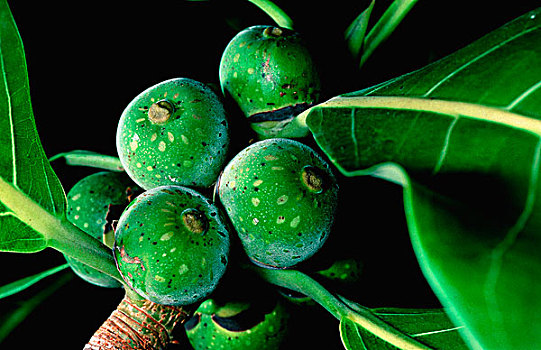 榕属植物,水果,科罗拉多岛,巴拿马