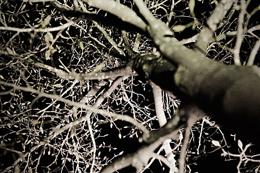 树,夜晚