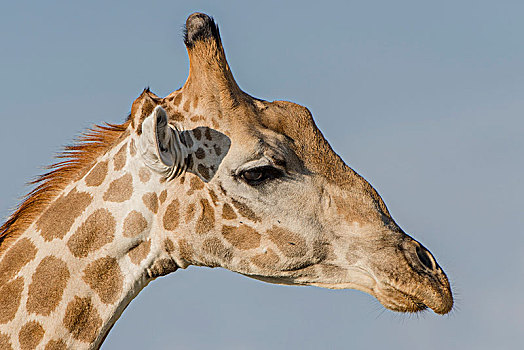 长颈鹿,国家公园,地区,博茨瓦纳,非洲
