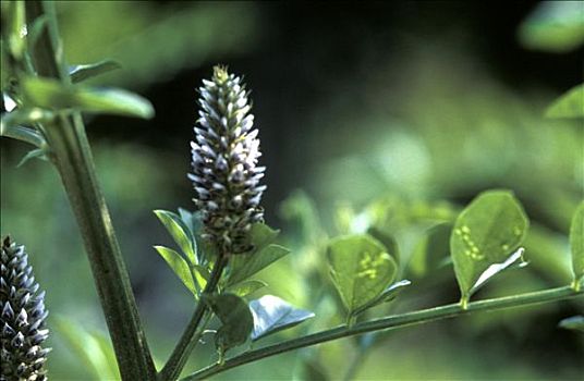 甘草,植物