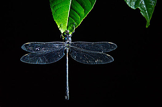 蜻蜓,蜒科,国家公园,亚马逊雨林,厄瓜多尔,南美