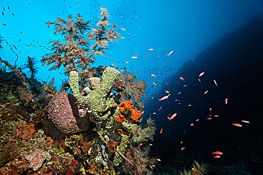 珊瑚礁,墙壁,不同,海绵,珊瑚,大堡礁,世界遗产,昆士兰,澳大利亚,太平洋