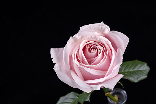 粉红雪山玫瑰