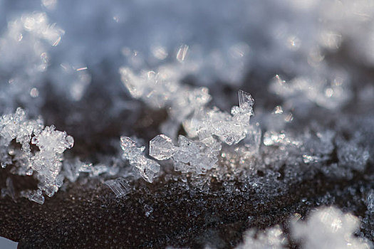 雪冰晶树叶