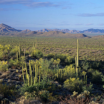 管风琴仙人掌国家保护区,亚利桑那,美国,北美