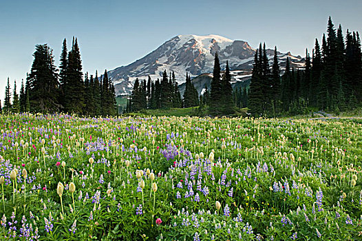 西部,白头翁,银莲花,上油漆,野花,雷尼尔山,背景,乐园,草地,雷尼尔山国家公园,华盛顿