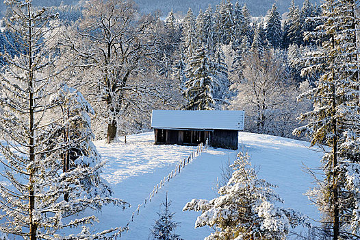 冬天,积雪,谷仓,区域,上巴伐利亚,巴伐利亚,德国,欧洲