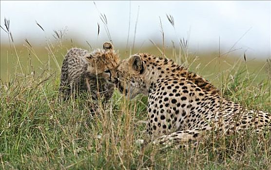 肯尼亚,纳罗克地区,马赛马拉,小猎豹,母兽,马赛马拉国家保护区