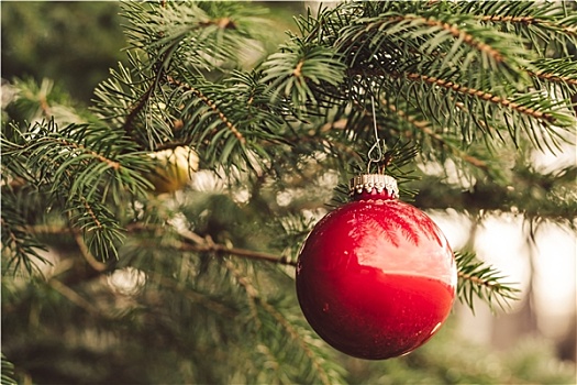红色,圣诞球,松树,枝条
