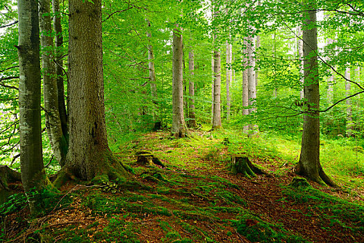自然,云杉,树林,阿尔卑斯山,巴伐利亚,德国