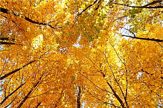 亮黄色,枫树,皇冠,秋天