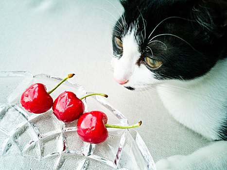 小猫盯着三只鲜红美味的樱桃