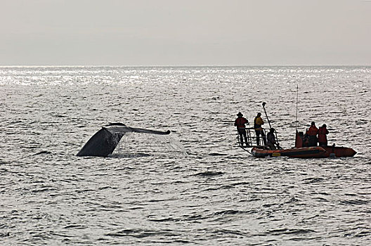 蓝鲸,研究人员,朋友,团队,尝试,标签,鲸,哥斯达黎加