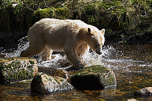 白灵熊,美洲黑熊,灵熊,追逐,粉色,三文鱼,太平洋鲑属,大熊雨林,不列颠哥伦比亚省,加拿大
