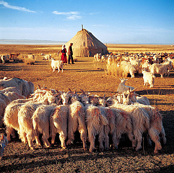 新疆,牧人,绵羊